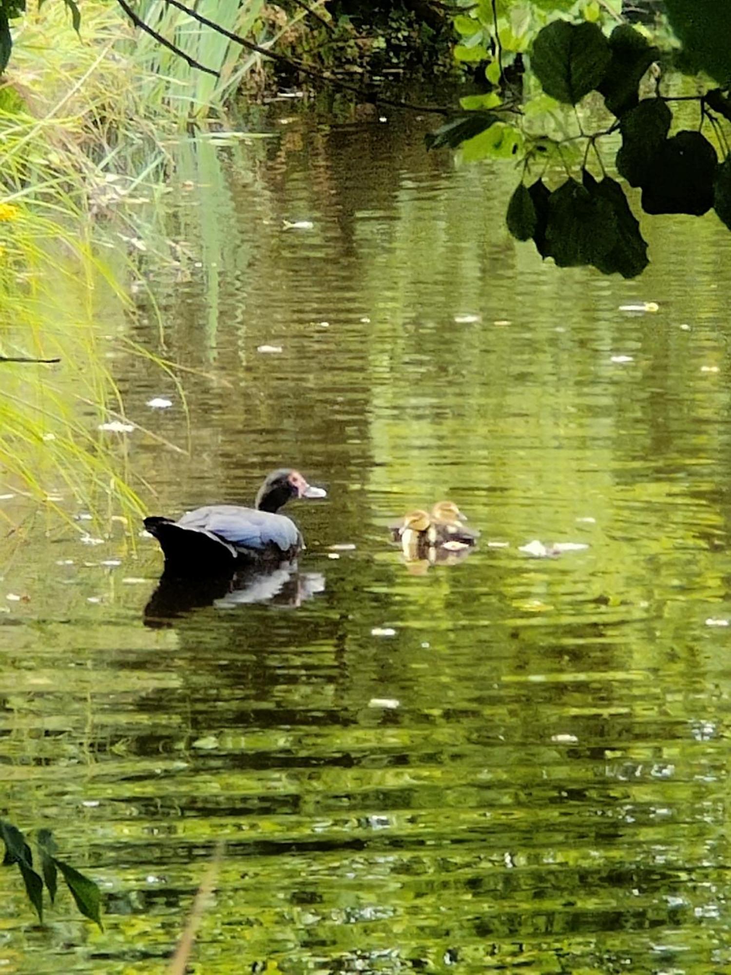 Gite De L Etang Du Planchon Balledent Екстер'єр фото